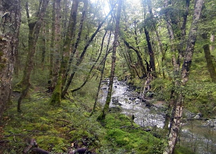 Snowdon Forest between the Whitestone and Upukerora