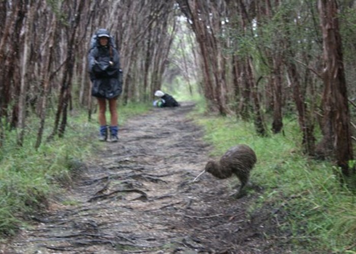 Stewat Island kiwi