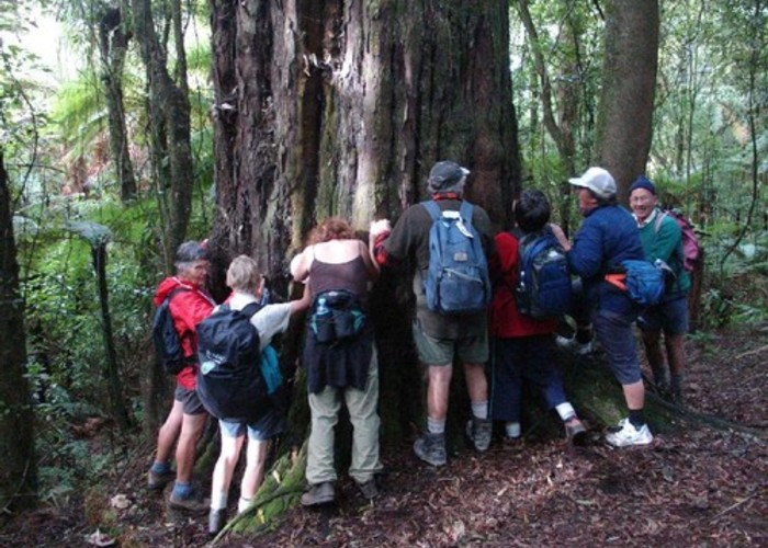 Hugging a Rimu on the Jubilee Track