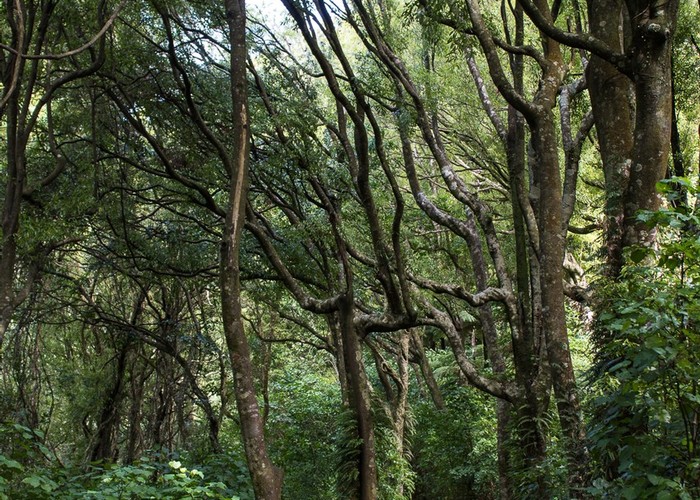 Tawa forest