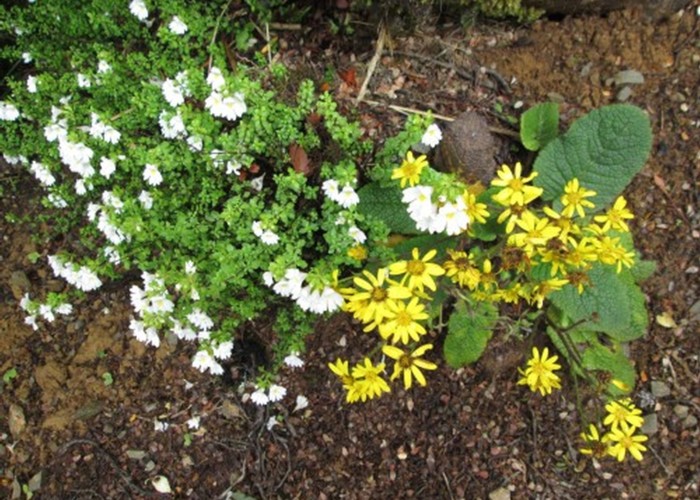 alpine flower identification