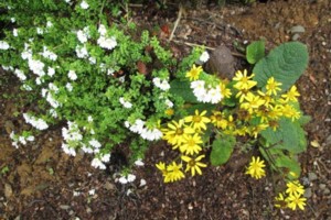 alpine flower identification