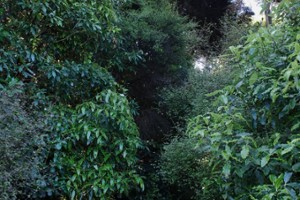 Foliage on the Bivvy Track