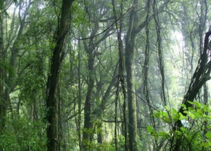 Tawa forest in mist, Kakepuku