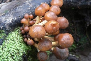 fungi on track