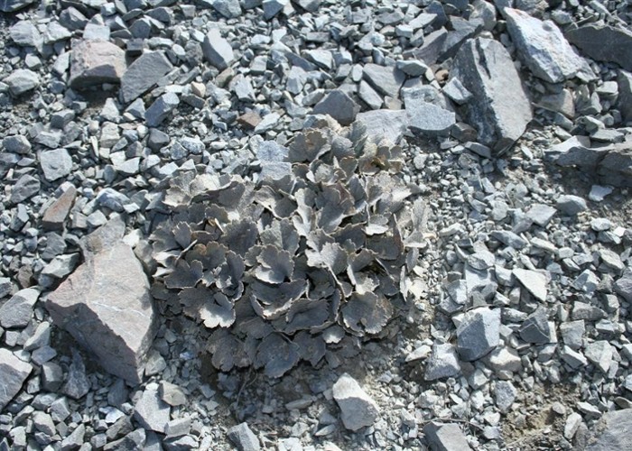 Unidentified alpine plant