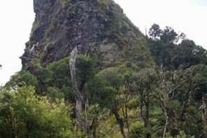 Tirohanga, Pirongia Forest Park