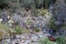 Feeder Creek Tauherenikau Valley nr Tutuwai Hut