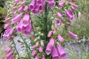 Wildflowers in Whirinaki Forest, NZ