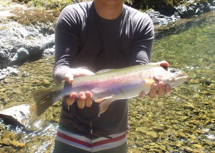 Trout in the kahunui stream