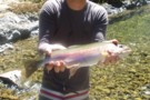 Trout in the kahunui stream