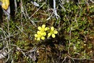 Ranunculus enysii
