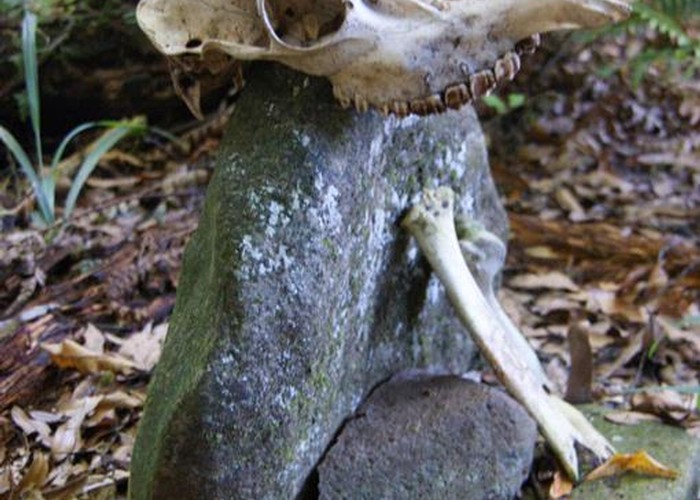 Animal skull gravestone