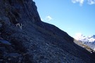 Karangarua Saddle ascent - 'The Ledge'