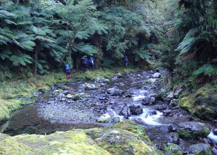 Typical Urewera Travel, Waihua Stream