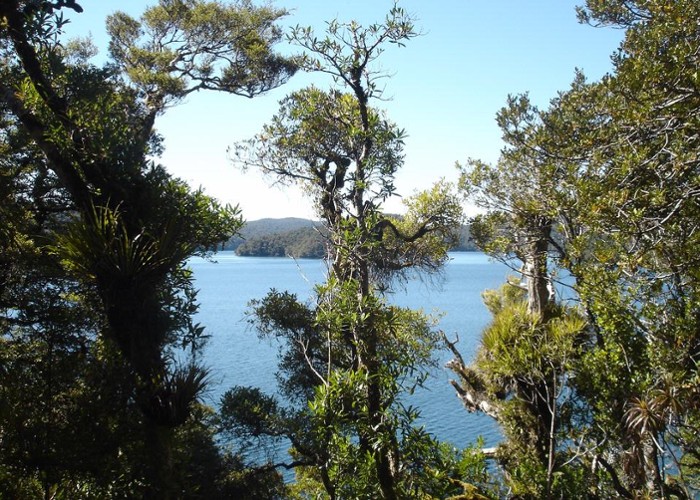 Lake Waikareiti - peeping through the podocarp