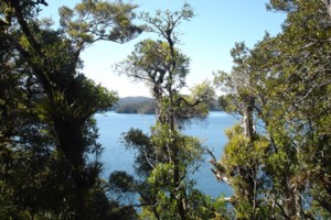 Lake Waikareiti - peeping through the podocarp 2009