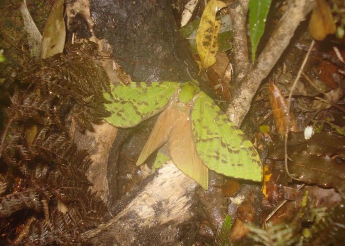 Puriri (Ghost) Moth Totara Creek Tararua Range