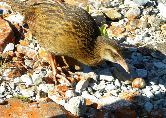 Willy the Weka