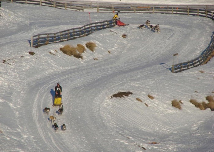 Sled dog races at the Snow Farm