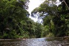 Waipapa River Track