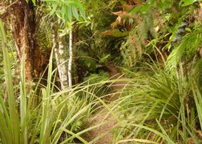 Mount Tauhara, Taupo - Bush track