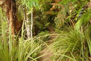 Mount Tauhara, Taupo - Bush track