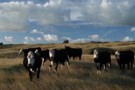 Kai Iwi cows