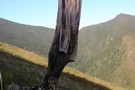 Random Stump, Mount Riley