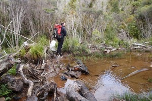 Moss Creek Track