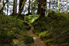 beech forest on Manapouri Circle Track