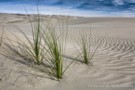 Dune Grass
