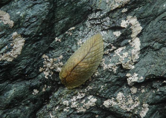 NZ native leaf-veined slug