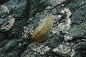 NZ native leaf-veined slug