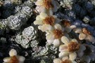 Frozen South Island Edelweiss